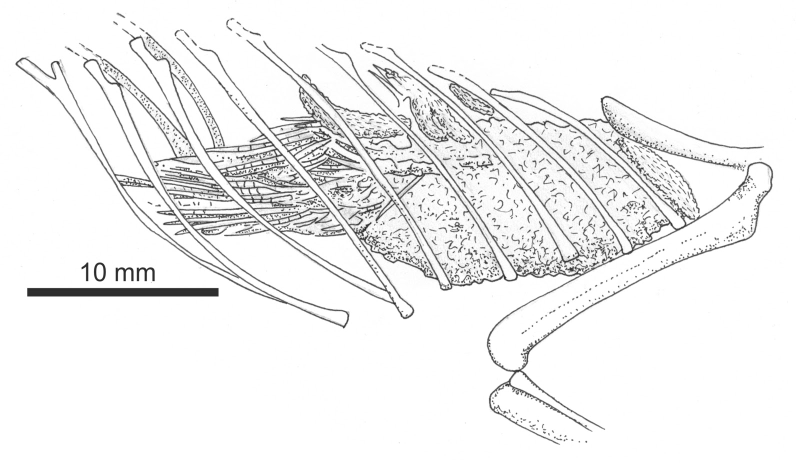 Illustration for article titled What would the world be like if pterosaurs and humans coexisted today? (Part II)